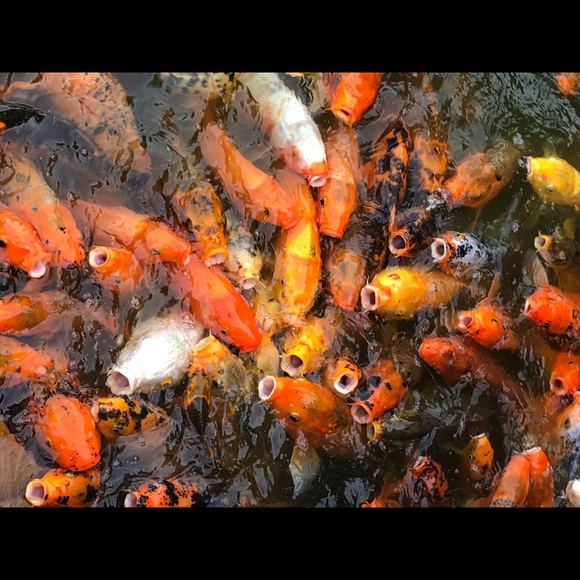 Meet your Posher, Jenny - Picture 1 of 1